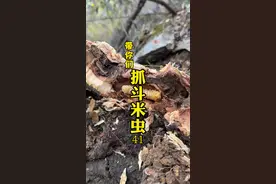 走、上山抓斗米虫、肥嘟嘟的小可爱、真是营养又美味嘎嘣脆、爽～ #斗米虫 #大自然的馈赠 #虫子 #神奇动物在抖音 #小锅抓斗米虫视频封面