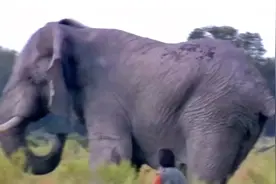 大象的智商相当于5_6岁小孩。高点的能达到7-8岁