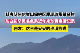#阿尔金山保护区科考队发现沙漠熊猫 灰白花毛色罕见藏马熊现身阿尔金山无人区，憨态可掬格外吸睛