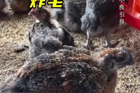 鸡炸毛好多人治疗错了#养鸡 #鸡病防治 #兽医 #三农 #养殖人视频封面