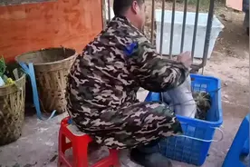 第1次给小猪阉割，怎么就这么难呢？ 养猪人的日常生活视频封面