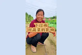 雨水天萝卜白菜的种植 雨水天蔬菜怎么管理种植#萝卜种植 #白菜种植 #暴雨 #生菜杨姐 #三农种植 @DOU+小助手视频封面