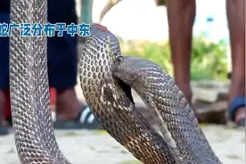 眼镜蛇#神奇动物在抖音 #动物类科普视频