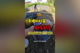 自制无鳞鱼爆护窝料 臭猪肝打窝越钓越多，野钓黄辣丁 土鲶鱼等无鳞鱼嘎嘎好使！#钓鱼 #爆护饵料 #钓鱼王地狱猫 #黄辣丁 #钓鱼技巧