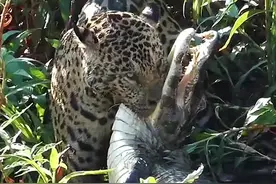 美洲豹从天而降捕猎鳄鱼，鳄鱼还没反应过来就被瞬间秒杀了！ #美洲豹 #鳄鱼 #动物世界 #野生动物零距离 #神奇动物在抖音