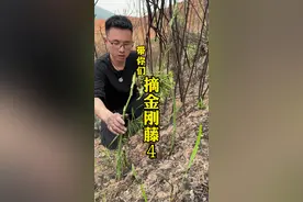 山里又长了满地的金刚藤嫩芽、又肥又嫩的野菜、营养美味嘎嘣脆！ #金刚藤 #植物科普 #大自然的馈赠 #春天总要来场野菜寻鲜吧 #野菜视频封面