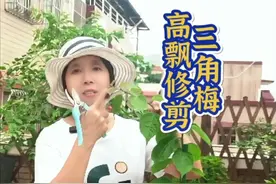 三角梅高飘在什么时候打顶？打顶后如何养护？ 