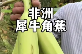 世界上最大的香蕉——犀牛角蕉。#植物科普 #一日一植物 #热带水果