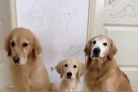 狗狗长大以后还会记得自己的狗狗父母吗。