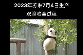难得有新的记录片——2023年苏琳麻麻产仔全过程记录 7.4晚 21:53 第一仔降生 7.5日凌晨3:22第二仔降生 二仔皆为雄性#一方水土养一方熊猫 #大熊猫 #大熊猫产仔 #大熊猫苏琳 #大熊猫生宝宝