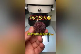 显微镜下的杨梅竟然发现了虫 杨梅里有小虫怎么办？教大家一个方法，直接拿盐水浸泡15分钟就可以吃了#显微镜下的世界 #实验室日常 #科普 #杨梅 #杨梅有虫