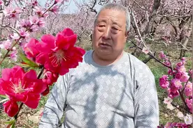 杏桃李子花后这遍药很重要什么时间打