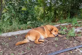 暑去东来，不知不觉这也是第五个年头，时间竟然过得那么快……视频封面