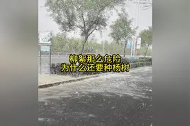 柳絮那么危险，为什么还要种植？#柳絮 #杨柳絮是什么树 #