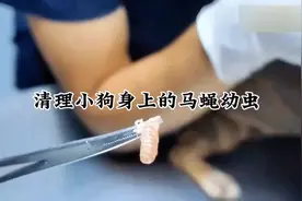 清理小狗身上的马蝇幼虫#马蝇幼虫 #小狗 #动物 #真实 #动物世界