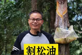 割松油不为人知的冷知识#新农人计划2023