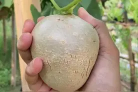 挂在藤蔓上的巨型山药豆，国外叫Air potato（空气土豆），跟土豆没亲缘关系，跟黄独、山药才是一家子。#植物科普 #山药#黄独#山药豆