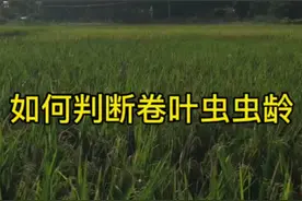水稻卷叶虫虫龄判断，二龄及以下是防治的关键时期#水稻 #三农 #新农人计划 #抖音助农 #水稻种植视频封面