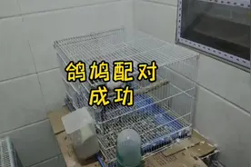 鸽子跟斑鸠终于配对成功了，之前说不可能的是不是打脸了