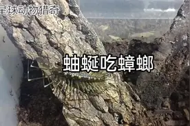 蚰蜒是蟑螂的克星，如果你家里有蚰蜒，证明你家里可能有蟑螂