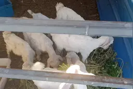 小羊羔出生40天后就要及的断奶分窝了，这样有利母羊及时发情受孕视频封面