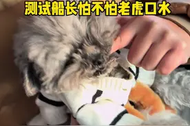 狗狗真的害怕老虎吗？#邪恶摇粒绒 #萌宠出道计划视频封面