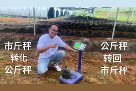 电子秤公斤转市斤，方法分享给大家，记住这组数字，一操作就懂