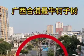 广西合浦最牛钉子树，百年无人敢动，这棵树究竟是什么来头？#合浦万达 #万达影城 #航拍   #廉州中学 #廉州