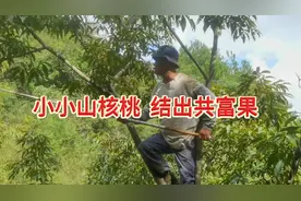 2023年9月16日，摄于杭州市临安区龙港镇桃花溪村#临安山核桃视频封面