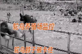 #上海 #沪漂   这鸵鸟用力把脑袋扯掉了