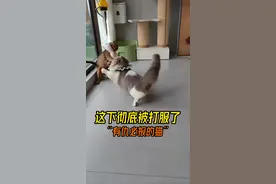 比比啊，摊上事了你！#10斤的猫9斤的反骨 #这猫有点子技术在身上 #猫咪的不服全写在脸上 #反骨猫 #猫：你什么意思视频封面