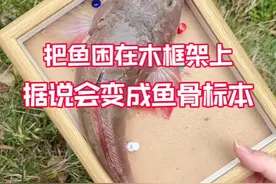 挑战用鱼自制鱼骨标本！#测评视频封面