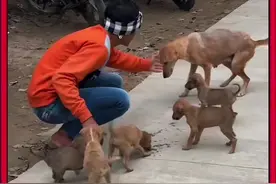 男人帮助流浪狗一家，背后的故事令人动容 #善待动物关爱生命 #动物救助 #神奇动物在抖音 #内容启发搜索视频封面