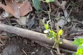 送给小松鼠一点过冬粮，它嘴巴到底能塞多少？#人与动物和谐共处 #治愈系 #花栗鼠