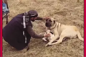 流浪狗拦住牧民大叔向他求助 #神奇动物在抖音 #万物皆有灵性 #动物救助 #内容启发搜索视频封面