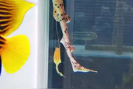 鲨鱼下卵 记录鲨鱼下卵全过程，一起长点知识吧。#小七歌 #鲨鱼 #鲨鱼宝宝视频封面