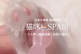 ｜猫咪SPA馆｜给小猫咪做最舒服的按摩～新年摸猫头 万事不用愁视频封面