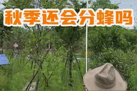 秋季还会分蜂吗？#养蜂技术分享 #新农人计划2024 #三农 #养蜂人 #秋繁中蜂视频封面