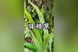 肾精草 肾经草又名石韦，据说男人吃了嗷嗷叫～#植物科普 #肾精茶 #有趣的知识又增长了 #内容启发搜索 #你的家乡有这种植物吗