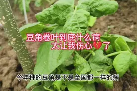 菜友们你们豆角也这样吗？我种三次豆角都卷叶子到底是啥病视频封面