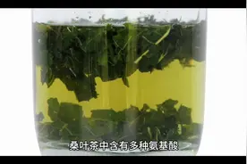 原创-桑叶茶的功效与作用#养生茶