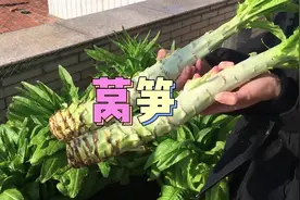 既可以吃叶子也可以吃茎杆的蔬菜——莴笋 #阳台种菜 #种植小技巧视频封面