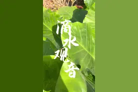 滴水观音 #植物科普 #滴水观音 #海芋视频封面