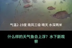 鱼为什么会上浮？什么是上浮鱼？什么时候鱼上浮？水下新观察 #钓鱼人为了钓到大鱼有多拼 #抖音垂钓季 #钓鱼王破天 #钓友请就位 #钓鱼人春季作钓计划