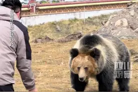 网友西藏旅行遇藏马熊近距离围观投喂。3月10日，动物专家提醒：藏马熊若发起攻击，速度非常快，请尽量远离野生动物。视频封面