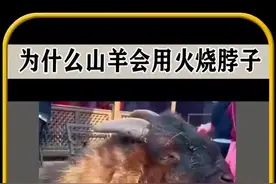 #抖音二创片单 假如，你看到一只山羊在吃烧烤，千万不要惊讶！#内容过于真实