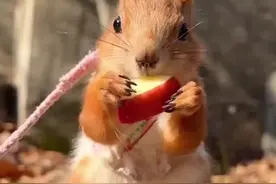 小姐姐捡到只神奇的小生命，还以为是海肠，没想到养大后却是惊喜 #萌萌的小动物 #动物 #萌宠动物在抖音 #仓鼠🐹 #神奇动物来咯