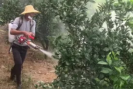 #果园打药机 冷雾机打药效果好#打药机 省时省力省钱@安远县老雷五金视频封面