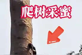 爬树采蜜 #神奇动物在抖音 #危险动作请勿模仿视频封面