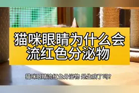 猫咪眼睛为什么会流红色分泌物？这背后的秘密？你知道吗视频封面